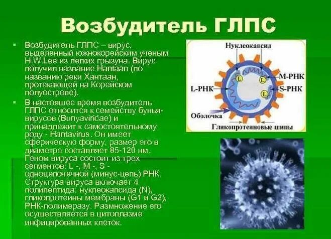 Сколько живет вирус на поверхности. Хантавирус строение вируса. Строение вируса лихорадки. Вирус семейства Bunyaviridae. Вирус Крымской лихорадки микробиология.