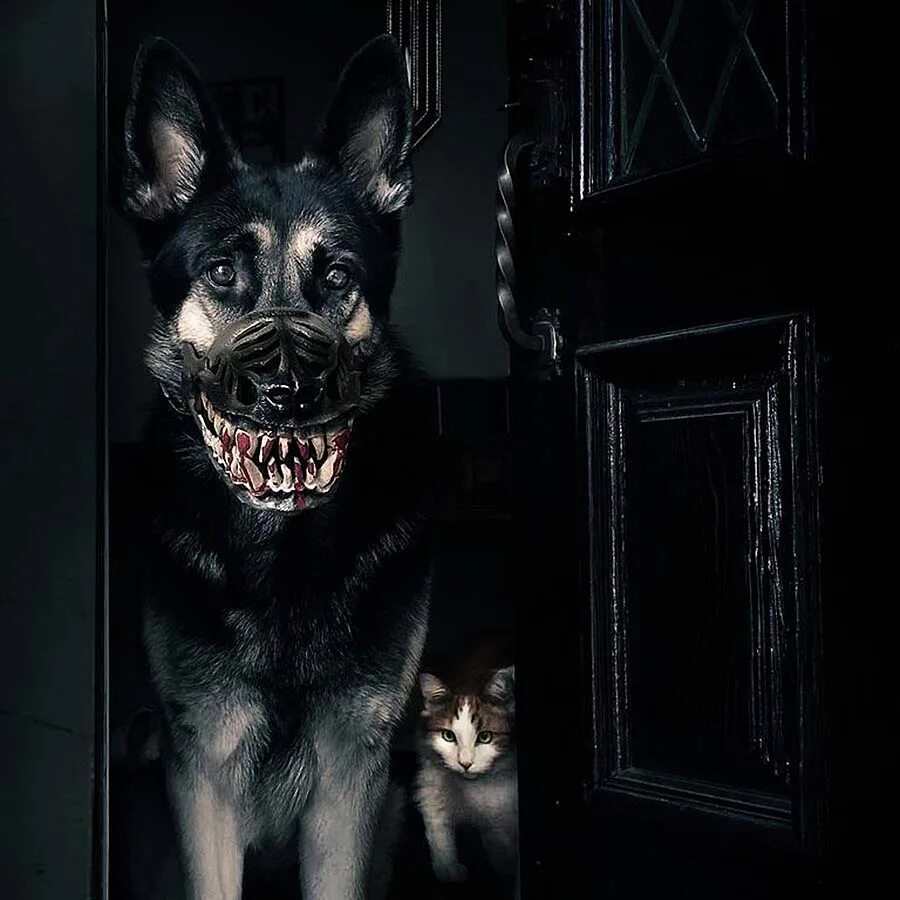 Злая собака. Черная овчарка страшная. Scary dog