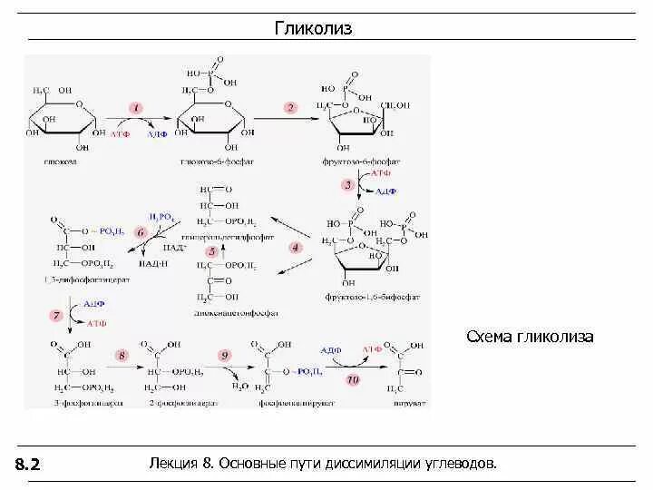 Реакция окисления гликолиза. Аэробный гликолиз формула. Схема анаэробного гликолиза биохимия. 11 Реакция анаэробного гликолиза. Аэробный гликолиз 11 реакций.