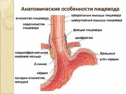 Пролабирование желудка