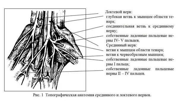 Иннервация кисти анатомия. Ветви локтевого нерва анатомия. Поверхностная ветвь локтевого нерва. Локтевой нерв анатомия схема.