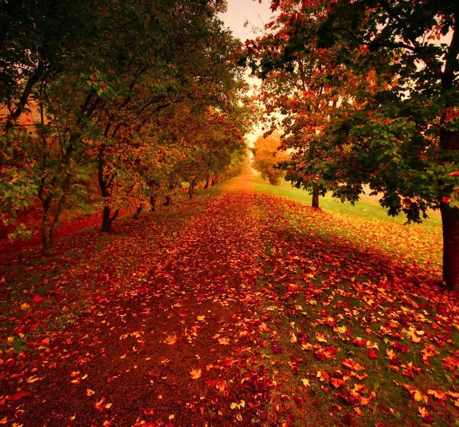 осенот. Perfect fall. Perfect fall. ландшафтный парк филадельфия. Perfect fall.