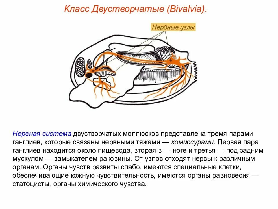 Нервная система система двустворчатых моллюсков. Нервная система моллюсков двустворчатых моллюсков. Нервная система беззубки класс двустворчатые. Класс двустворчатые моллюски нервная система.