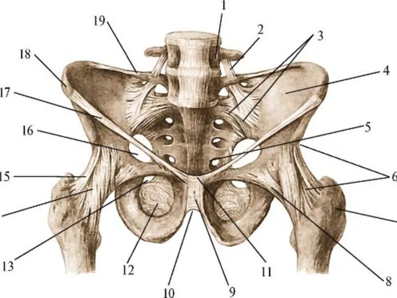 Кости таза строение соединение. Лонная кость анатомия таза. Лонная кость тазобедренного сустава. Лонная кость таза перелом анатомия. Тазобедренный и крестцово подвздошный сустав.