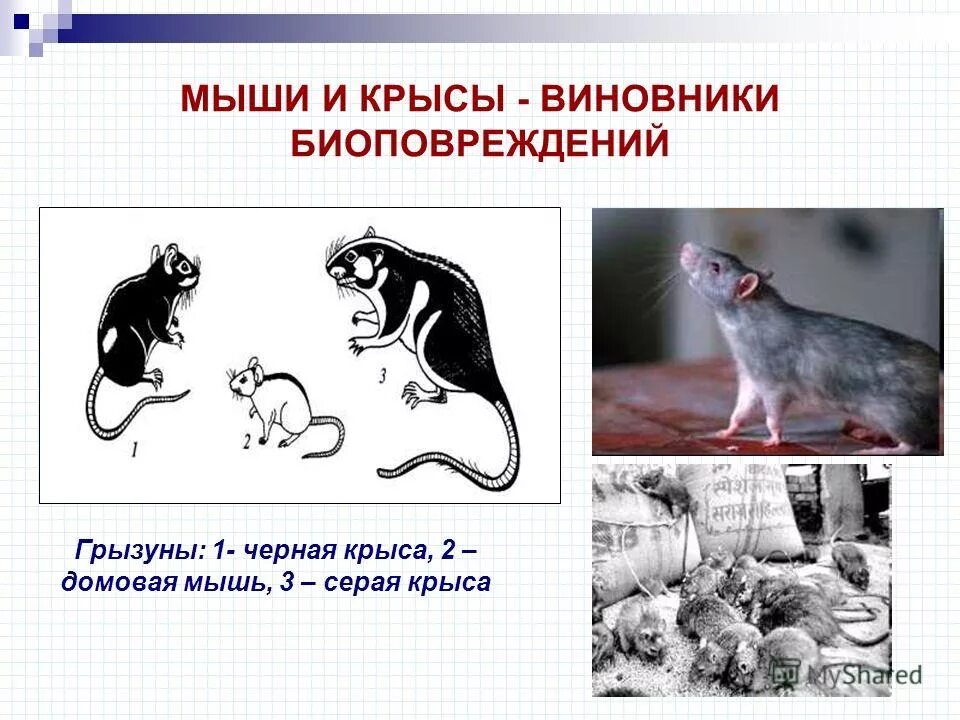 Серая и черная крыса конкуренция. Биологический рогрессор. Биологический прогресс и регресс, их критерии. Биологический прогресс идиоадаптация. Экологическая ниша крысы.