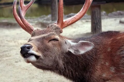 Une pathologie qui, comme la vache folle, affecte le cerveau et entra&i...