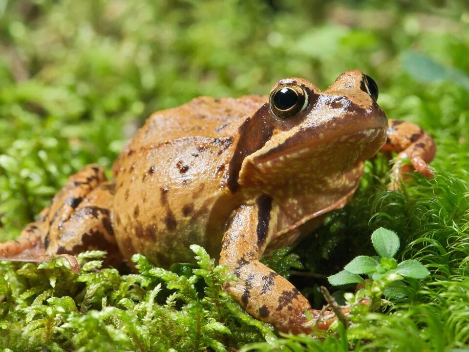тип травяной лягушки. ареал обитания травяной лягушки. остромордая и сибирская лягушки. остромордая болотная лягушка. тип травяной лягушки.