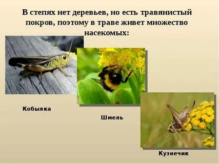 Насекомые степи
