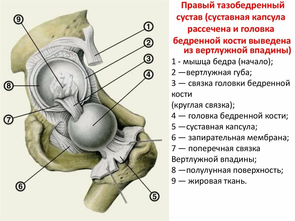 Капсула тазобедренного сустава анатомия. Связки тазобедренного сустава анатомия. Капсула и связки тазобедренного сустава. Анатомия тазобедренного сустава кости. Правый бедренный сустав