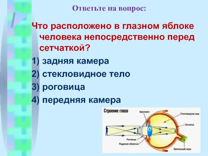 Что находится перед сетчаткой. Что располагается в глазу человека перед сетчаткой. Глазное яблоко расположено. Что расположено перед сетчаткой глаза. Перед сетчаткой расположена