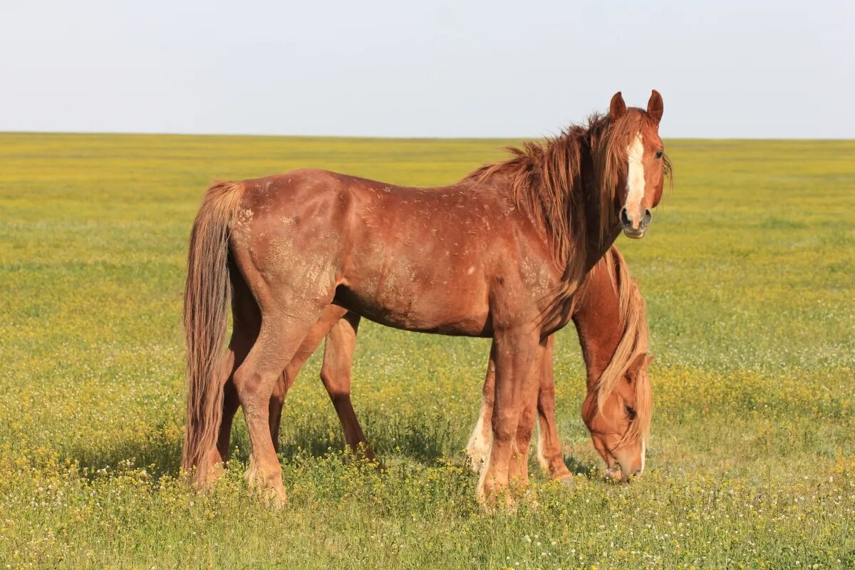 ростовская порода