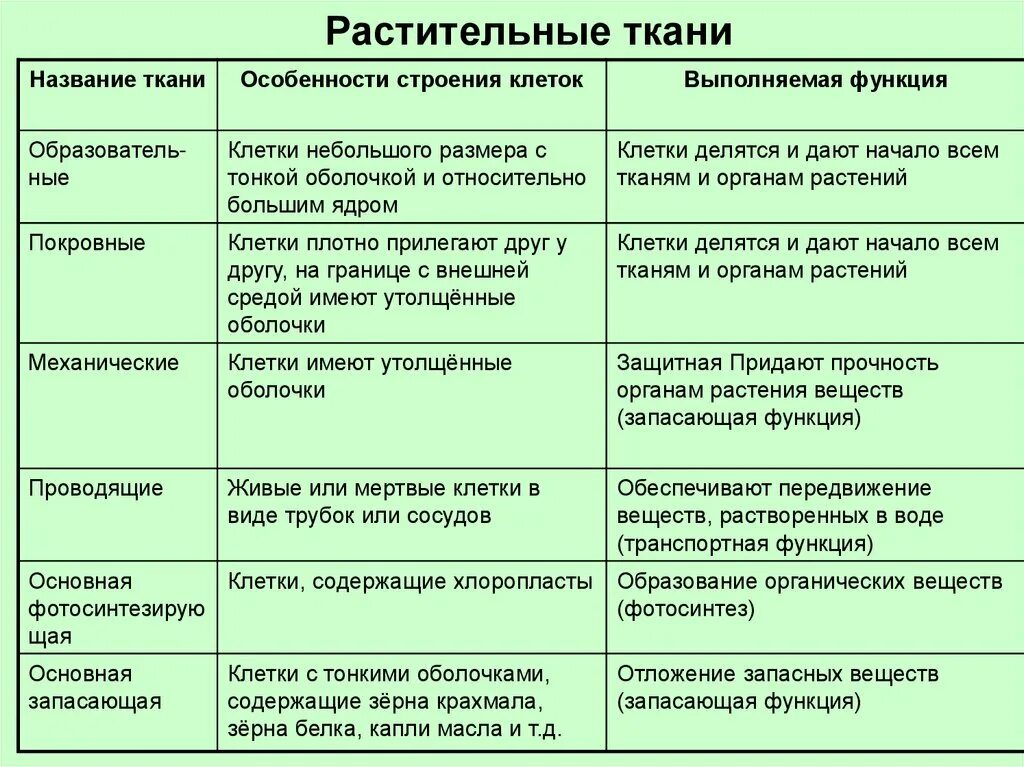 Таблица основные виды растений. Ткани растения название строение функция. Ткани строение и функции растительной ткани. Ткани растений и их функции структура. Особенности строения видов тканей растений.