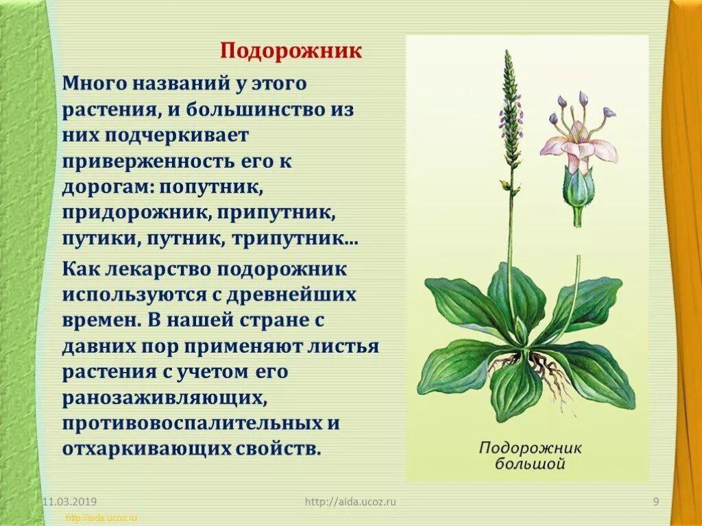 Значение подорожника. Лекарственные растения картинки с описанием. Лекарственные растения описание для детей. Лекарственное растение рисунок и описание. Рассказ о лекарственном растении.