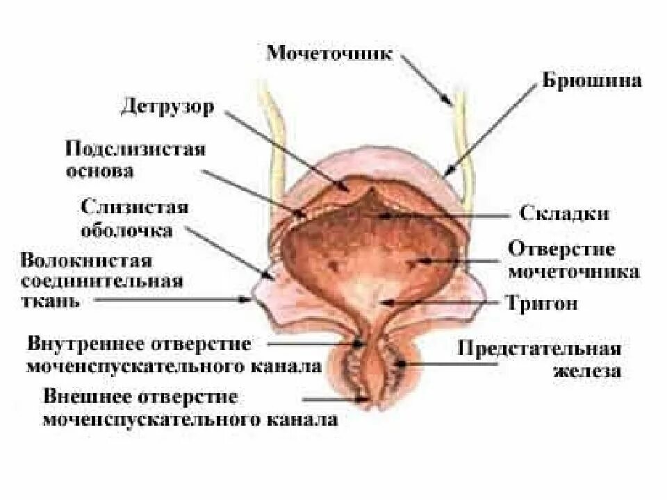 Особенности строения мочеиспускательного канала. Мочевой пузырь уретра анатомия. Женский мочеиспускательный канал анатомия строение. Строение женского мочеиспускательного канала. Наружное отверстие женского мочеиспускательного канала.