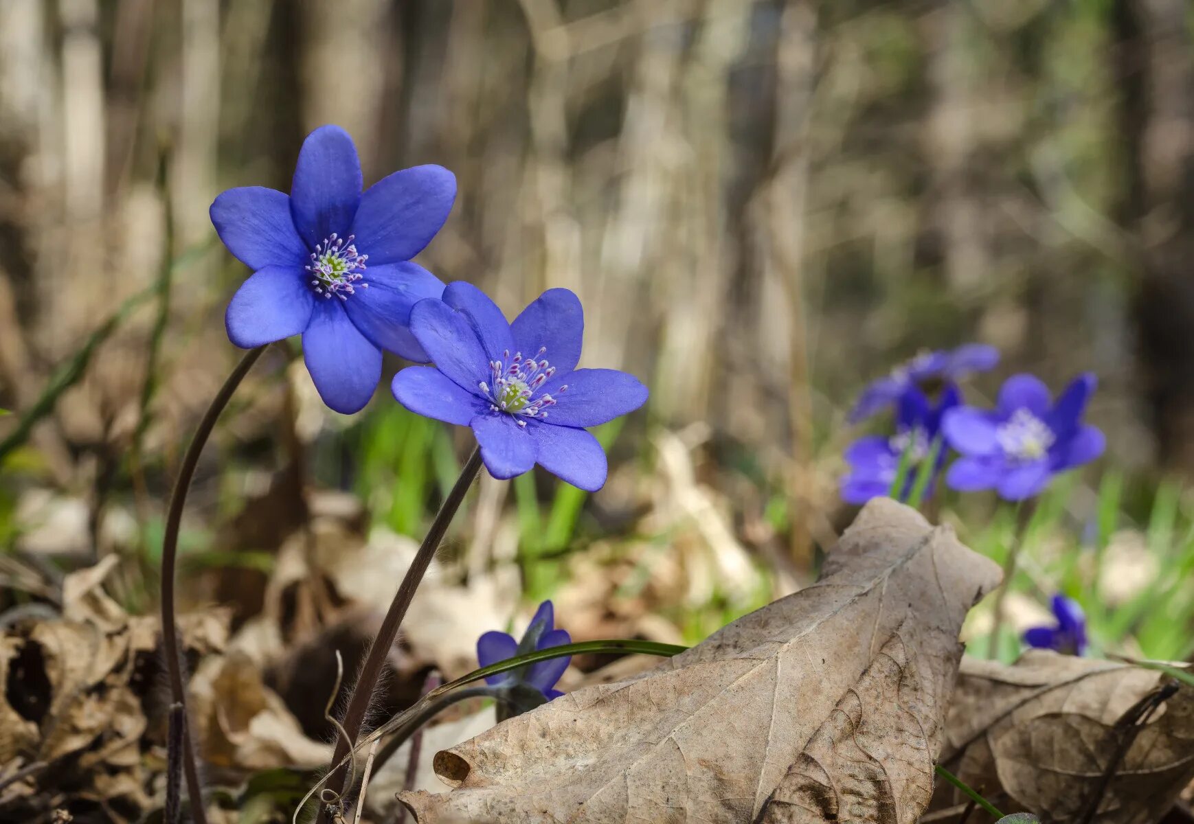 Цветок 4 апреля. Синие подснежники печеночница. Печеночница Нобилис синяя. Подснежник печеночница. Голубые первоцветы пролески.