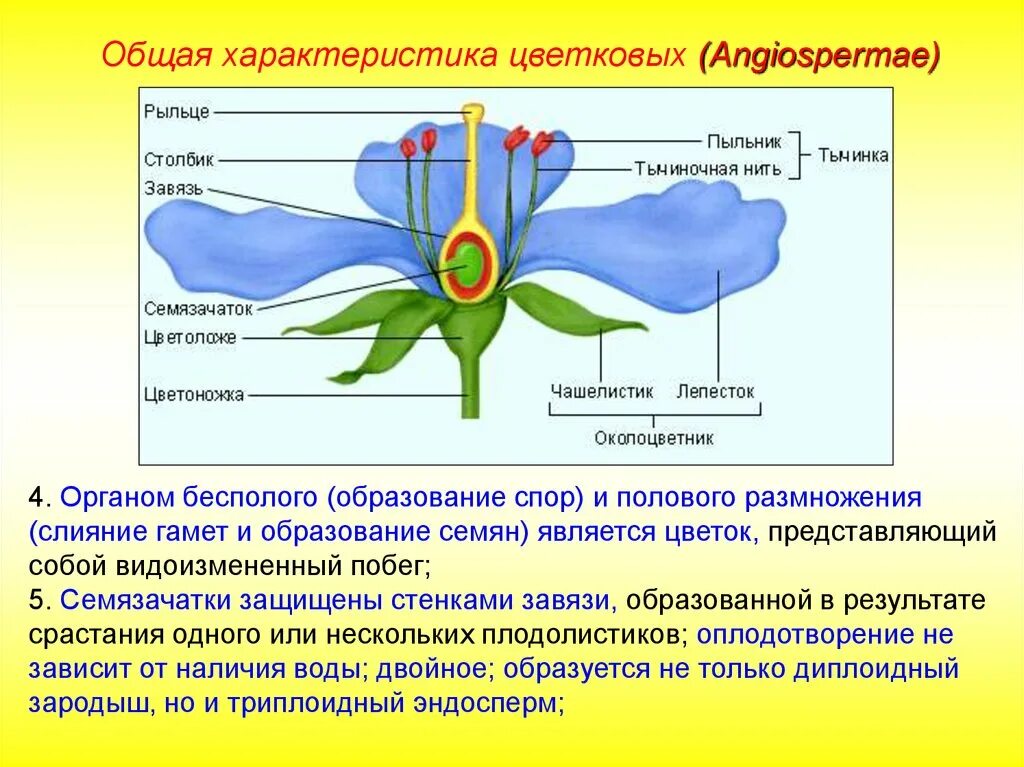 Отдел покрытосеменных (цветковых)растений. Особенности строения покрытосеменных растений. Покрытосеменные краткая характеристика. Строение цветка покрытосеменных.