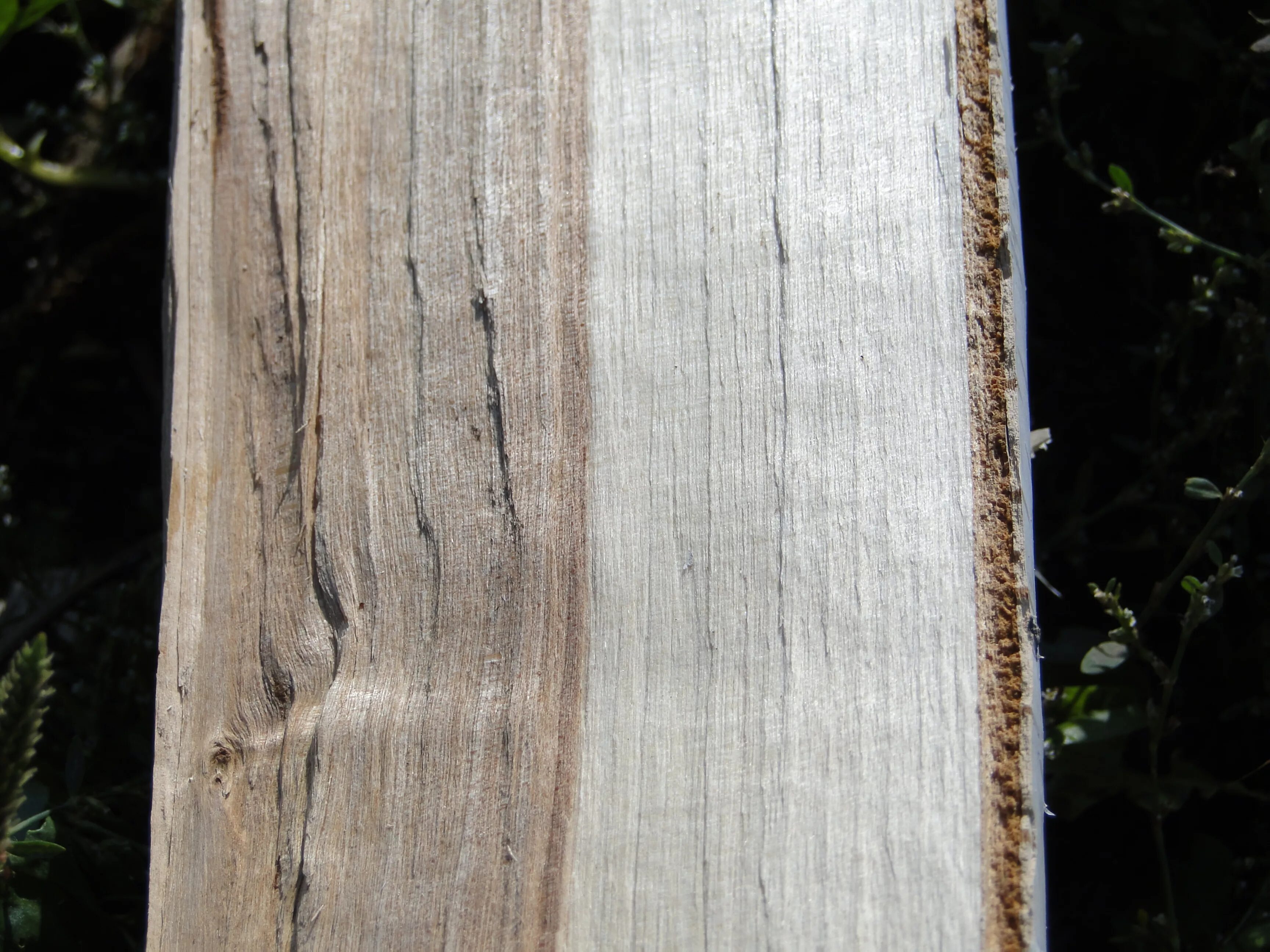 распил дерева. круглый срез дерева. поперечный спил березы. срез березы. спил березы.