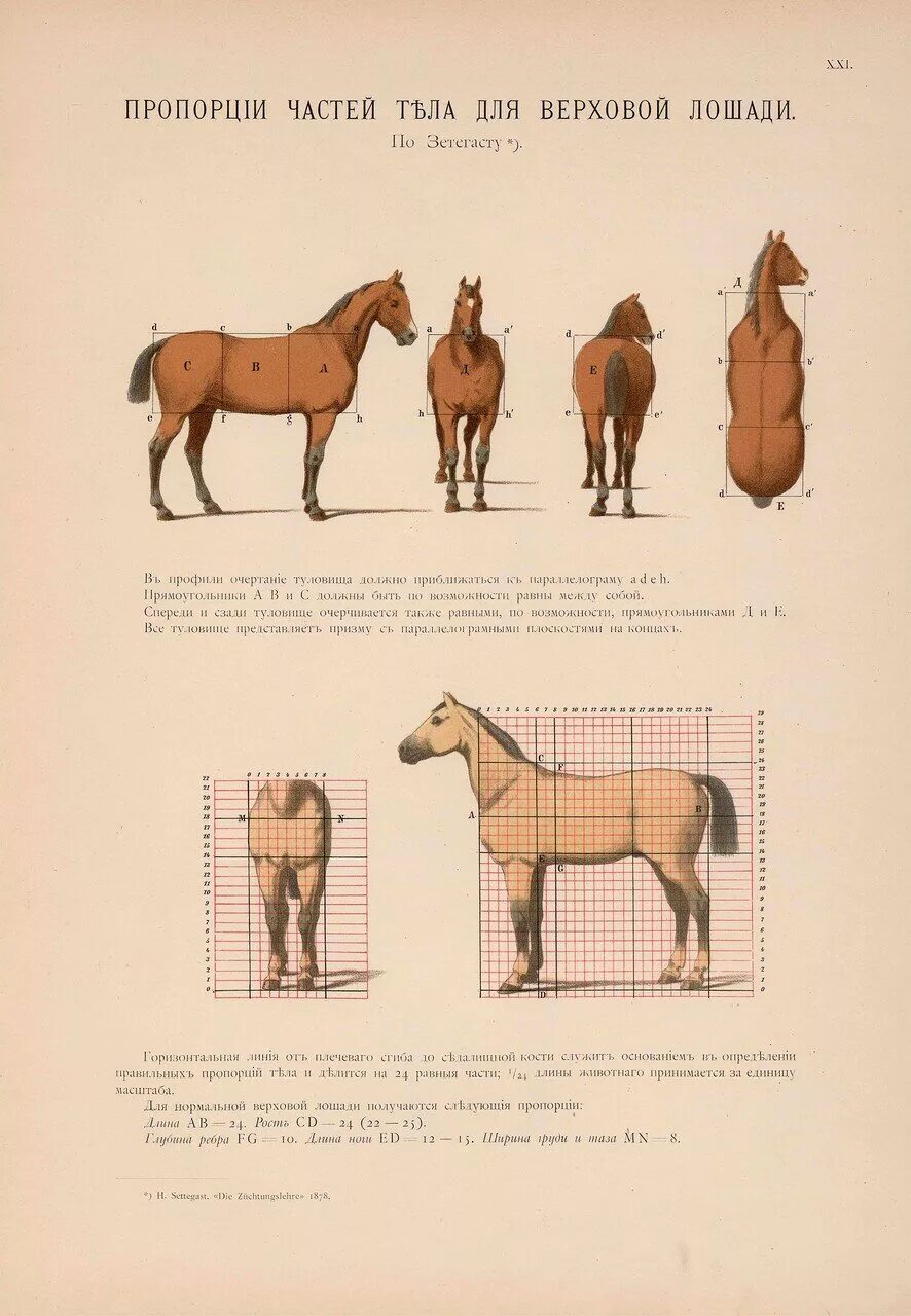 Какая длина лошади. Иппологический атлас для наглядного изучения верховой лошади. Промеры лошади спереди. Пропорции лошади. Лошадь в проекциях.