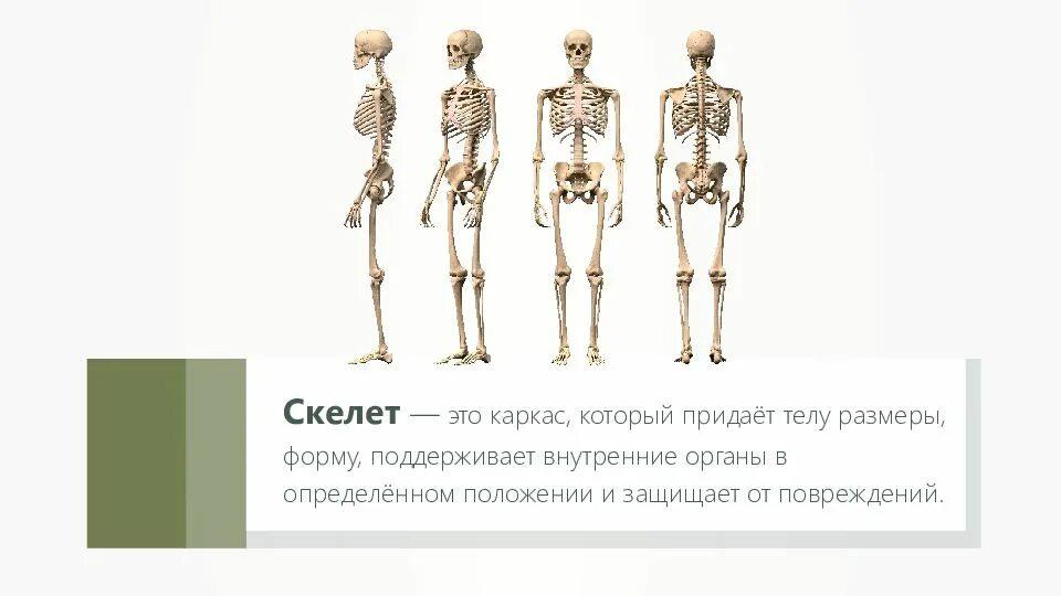 Скелет это определение. Доклад про осанку и скелет. Опорно-двигательная система человека 3 класс окружающий мир. Карточка опорно двигательная система. Что определяет скелет