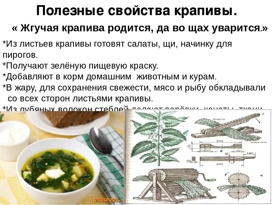 Свойства крапивы противопоказания. Полезные свойствакрап вы. Чем полезна крапива. Крапива лечебные свойства. Чем полезна крапива для человека.