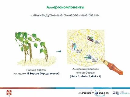 Аллерген березы