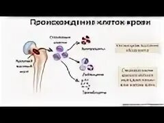 Кровь биология 11 класс. Строение крови 8 класс биология. Кровь биология 8 класс. Функции крови 8 класс биология. Кровь таблица биология 8 класс.