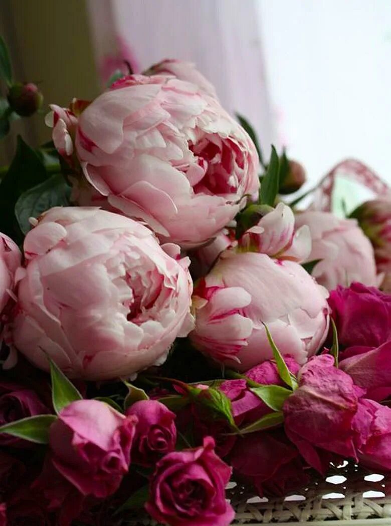 Девушка с букетом пионов. Букет пионов. Открытка «пион». Бутон пиона. Красивые пионы.