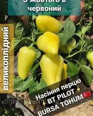 Перец сорт пилот отзывы