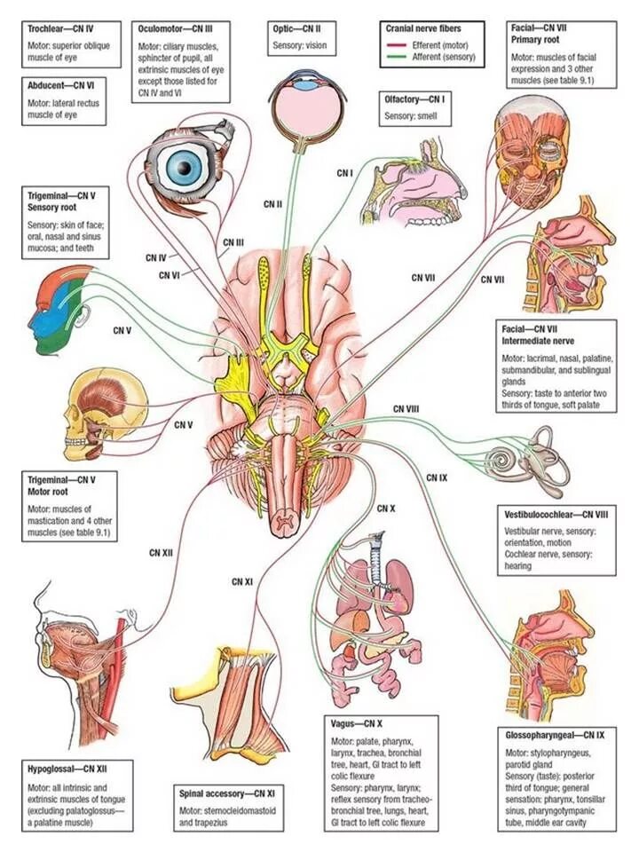 Парасимпатические черепные нервы. Черепно-мозговые нервы 12 пар анатомия. 12 Черепных нервов анатомия. Черепные нервы анатомия человека. 12 Пар черепно мозговых нервов картинка.