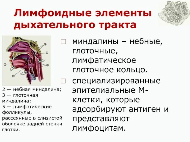 Функции миндалин. Лимфоидной ткани глоточного кольца. глоточное лимфоидное кольцо пирогова-вальдейера. тонзиллит лимфоидных фолликулов. миндалины лимфоэпителиального кольца пирогова-вальдейера.