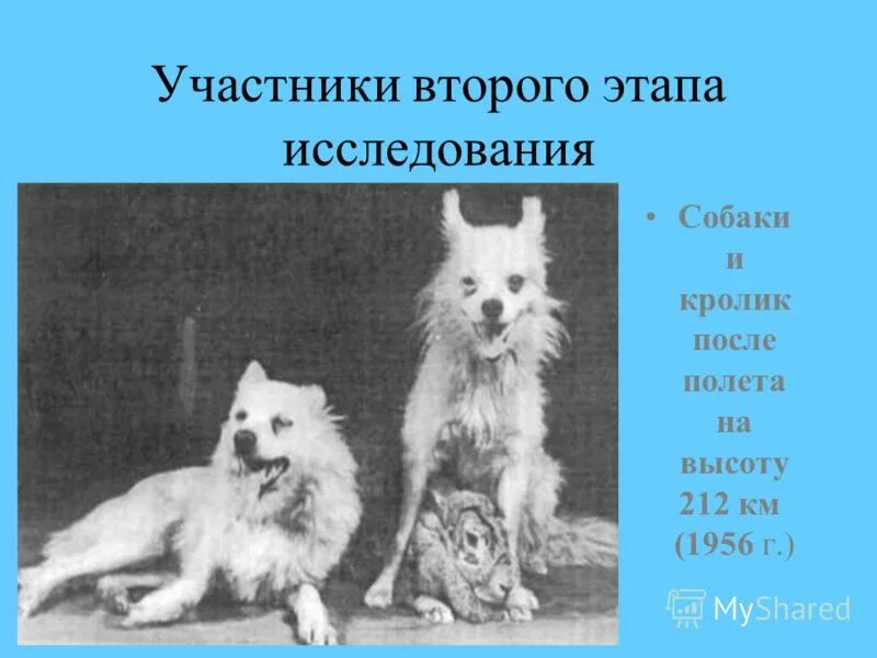 Исследовательские работы про собак. Темы исследовательских работ собаки. Вывод о собаках. Почему животные оказываются на улице. Темы исследовательских работ собаки.