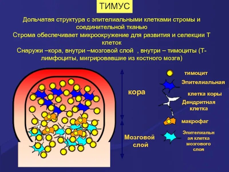 Иммунопоэз. Имеет дольчатое строение. Анатомическое строение поджелудочной железы. Имеет дольчатое строение. Строение почки новорожденного.