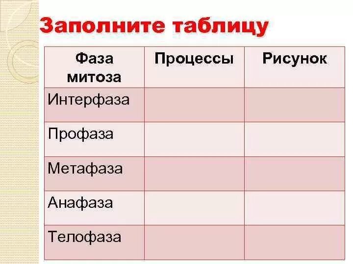 Фазы рисунок процессы. Заполните таблицу фазы митоза. Таблица по фазам митоза 9 класс. Митоз фазы и процессы. Таблица митоз 9 класс биология.