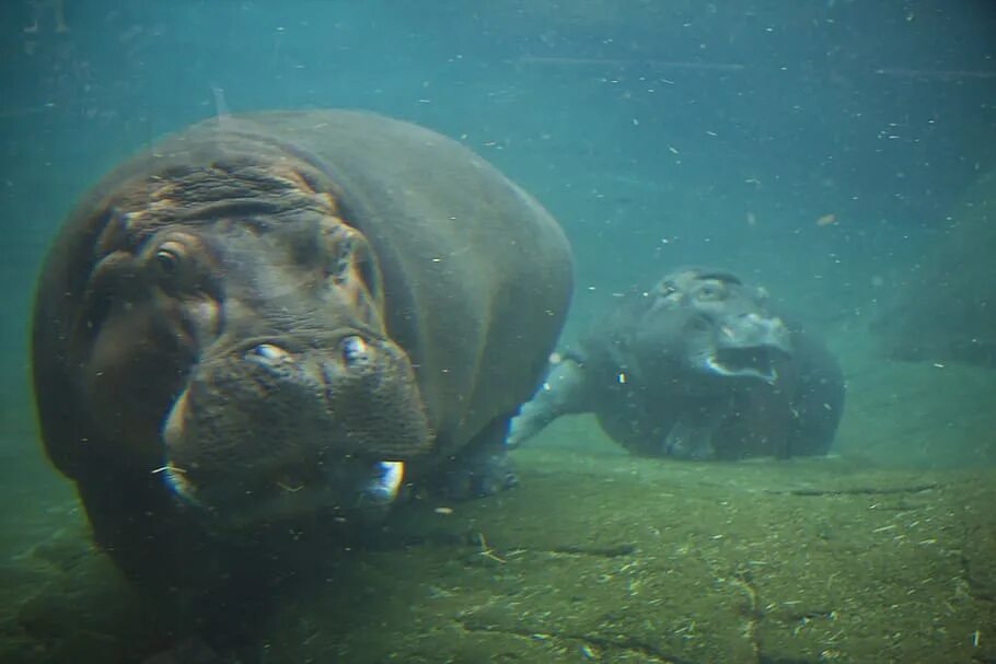 Best Hippo Moments Captured in Camera