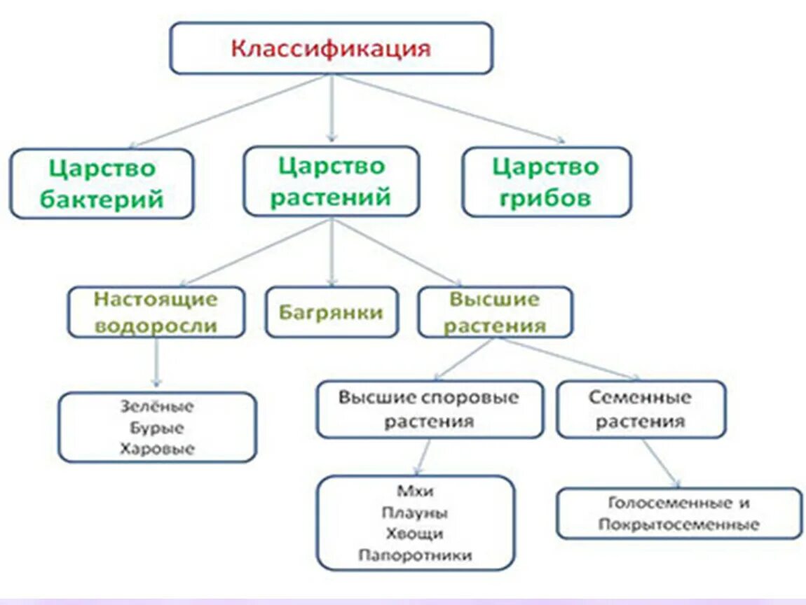 Основные группы царства. Систематика царства растений схема. Царство растений классификация схема. Классификация царства растений 5 класс биология. Классификация растений схема 7 класс биология.