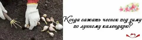 Посадка чеснока осенью календарь 2024 года