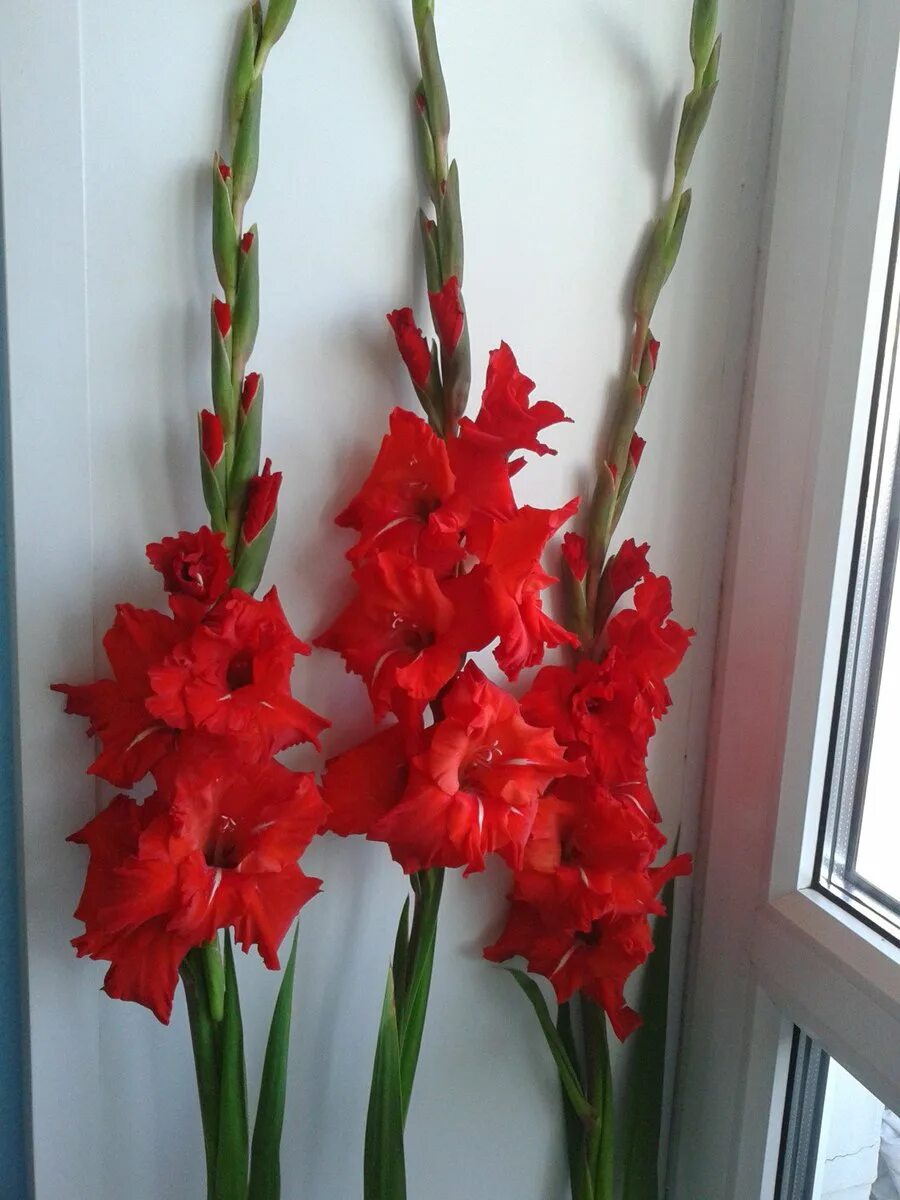 «красные гладиолусы в вазе» (1886) ван гог. гладиолусы в вазе на окне. ольга базанова гладиолус. ваза с гладиолусами. гладиолус утро.
