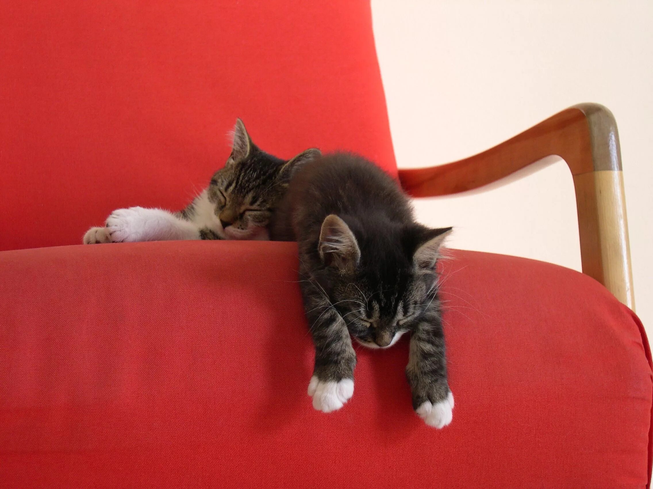 Спокойно ы. Кот на диване. Котик на диване. Диван кошка.