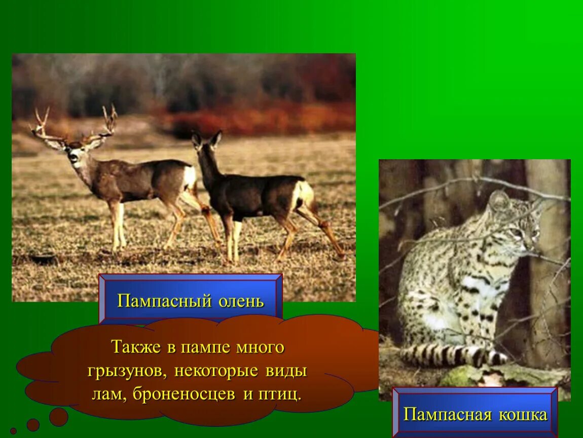 На каком материке живет олень. Пампа растения и животные. Пампа животный мир. Звери Южной Америки. Животный мир степей Южной Америки.