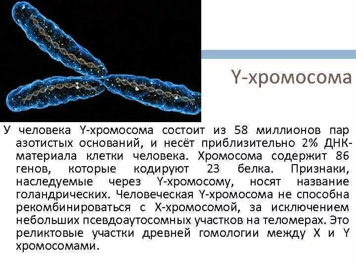 Вторая х хромосома