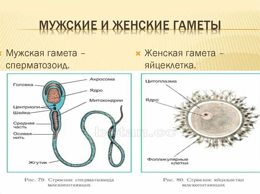 Строение мужской гаметы