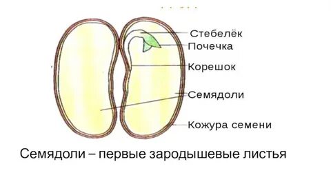 Зародыш семени с одной семядолей