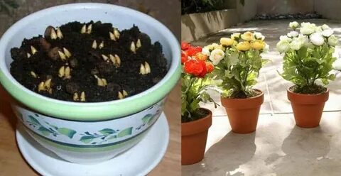 Цветы не растут в одной