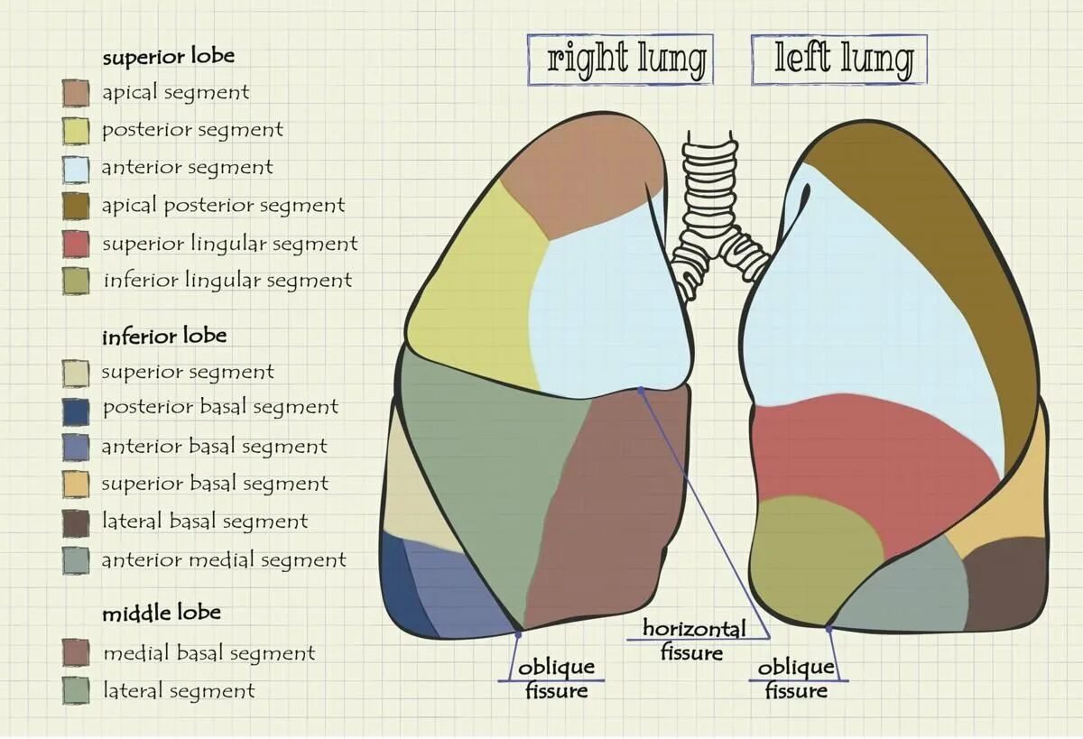 Доли легкого и сегменты схема. Сегмент s3 правого легкого располагается. Сегменты легкого анатомия. Анатомия легких доли и сегменты.