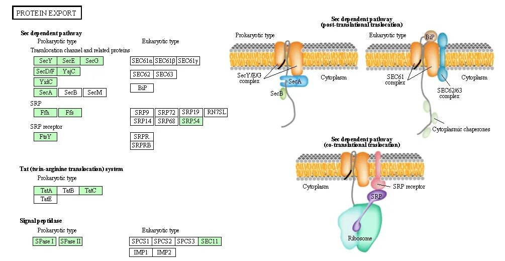 Sec система. SRP белки. Экспортные белки это. Sec белки это. Тип имп