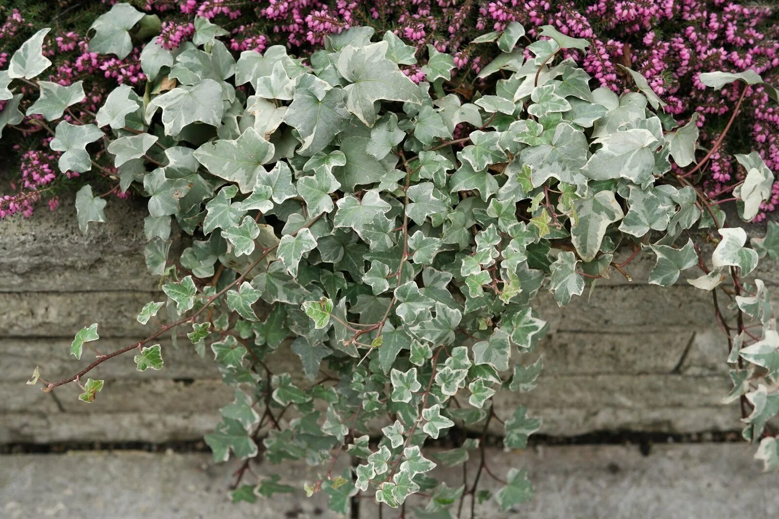 Плющ вечнозеленый (Hedera).. Плющ Hedera Helix. Плющ обыкновенный (Hedera Helix). Хедера плющ уличный. Плющ морозостойкий купить