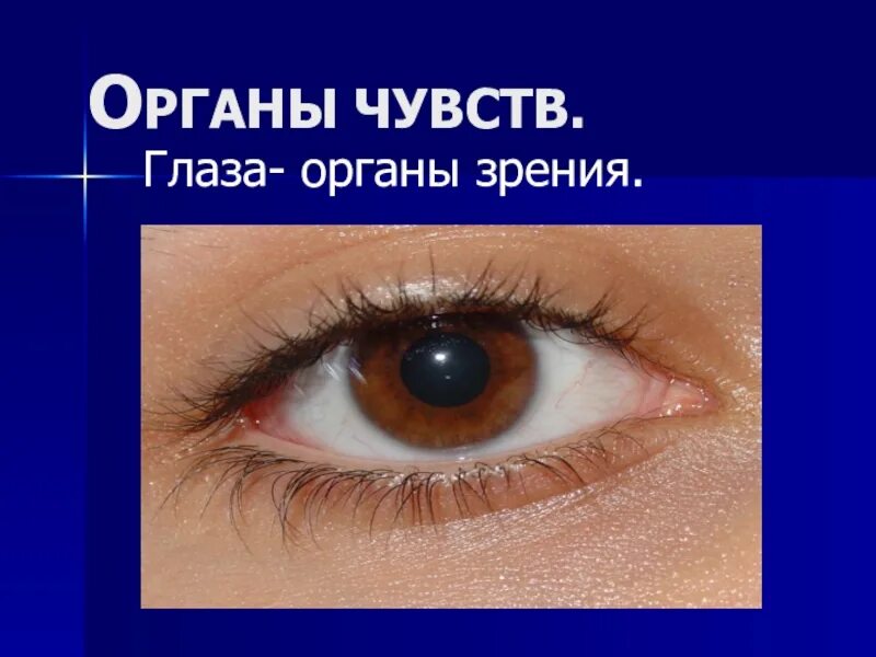 Органы чувств глаза. Глаза орган зрения. Органы чувств орган зрения. Зрение орган чувств глаз. Глаз орган чувств человека