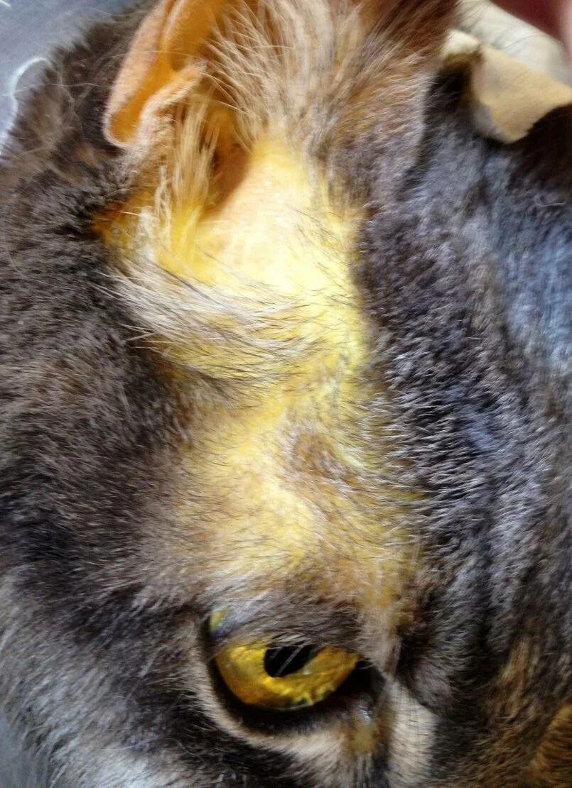Печень симптомы котам. Желтушная форма лептоспироза у животных. Желтушность слизистых оболочек у животных.