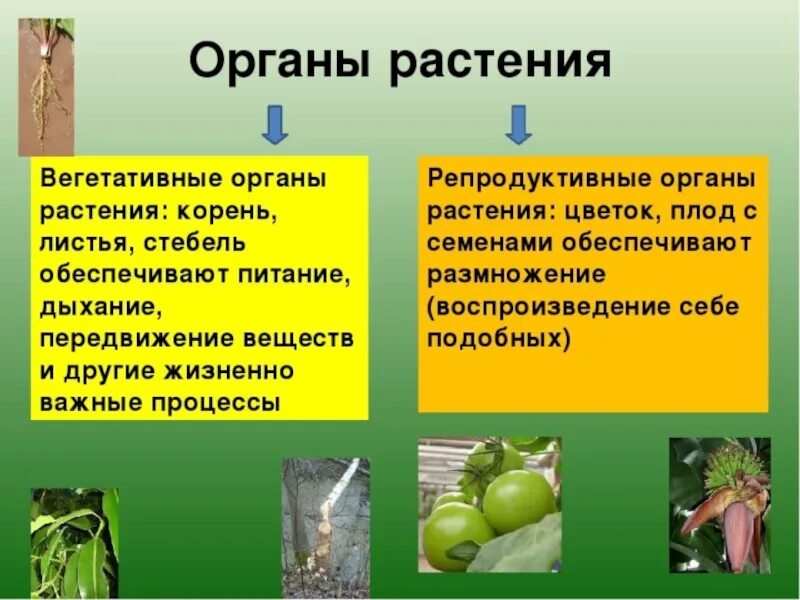 Вегетативные органы растений. Репродуктивные органы растений. Вегетативные и репродуктивные органы. Генеративные органы растений.