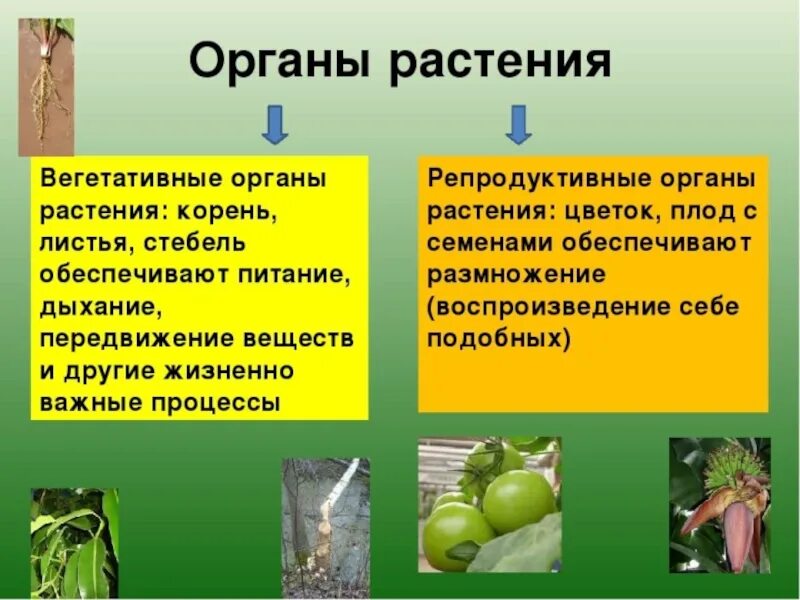 Репродуктивные органы растений. Вегетативные органы растений. Генеративные органы растений. Главные вегетативные органы растения это. Назовите вегетативные органы